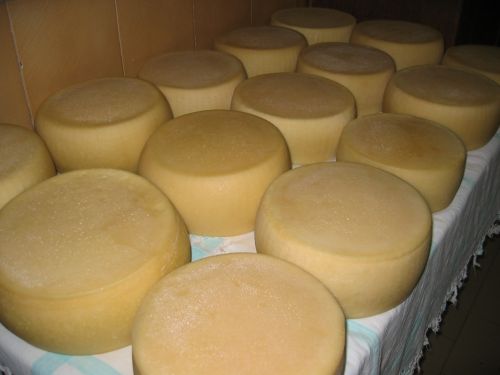 scuola di formaggio-14.JPG